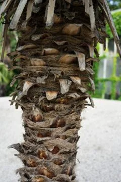 Palm tree trunk chamearops humilis dwarf palm tree plant leaves leaf from middle Stock Photos
