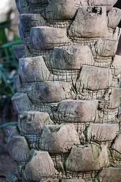 A palm tree trunk characterized by a unique texture formed by the bases of .. Stock Photos