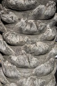 Palm tree trunk close up old natural background. Stock Photos