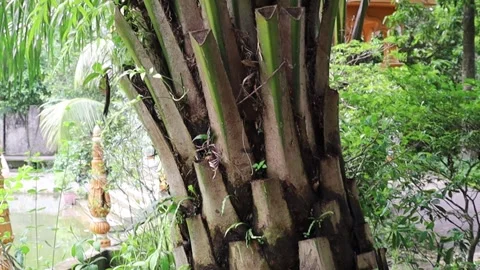 Palm tree trunk, close-up. Pattern texture on rough Bark Palms. Stock Footage 278382417