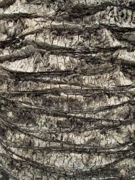 Palm tree trunk close up Stock Photos