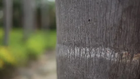 Palm tree trunk close-up revealing a tropical garden Stockbeeldmateriaal 336522362