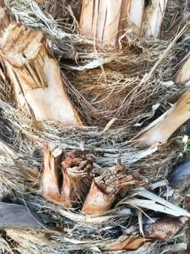 Palm tree trunk close up texture. Texture for design element. Stock Photos