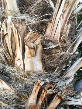 Palm tree trunk close up texture. Texture for design element. Stock Photos