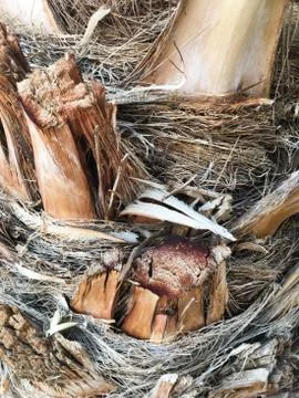 Palm tree trunk close up texture. Texture for design element. Stock Photos
