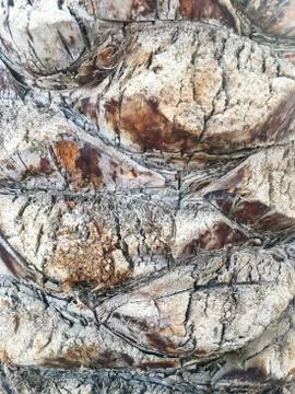 Palm tree trunk close up texture. Natural exotic botanic background. Stock Photos