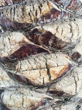 Palm tree trunk close up texture. Natural exotic botanic background. Stock Photos