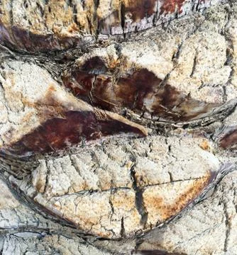 Palm tree trunk close up texture. Natural exotic botanic background. Stock Photos