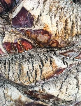 Palm tree trunk close up texture. Natural exotic botanic background. Stock Photos