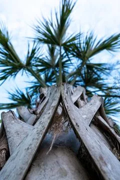 Palm Tree Trunk Close-Up with Tropical Fronds Against Sky Stock Photos