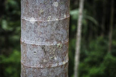 Palm tree trunk close view in tropical forest of Oahu, Hawaii Stock Photos