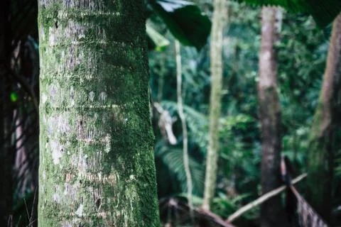 Palm tree trunk close view in tropical forest of Oahu, Hawaii Stock Photos