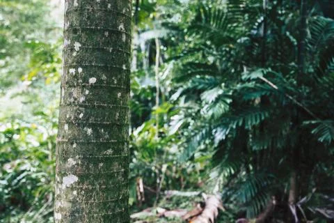 Palm tree trunk close view in tropical forest of Oahu, Hawaii Stock Photos