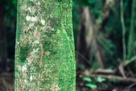 Palm tree trunk close view in tropical forest of Oahu, Hawaii Stock Photos