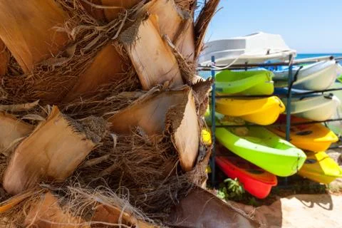 Palm tree trunk, the cut-off branches Stock Photos