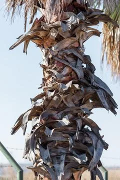 Palm Tree Trunk with Dry Bark Stock Photos