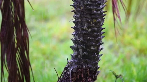 Palm Tree Trunk During Rainstorm Video stock 62872153