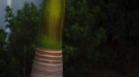 Palm tree trunk Video stock 63115938