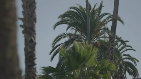 Palm tree trunk in foreground, San Francisco Vídeos de archivo 333576042