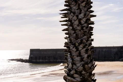 Palm tree trunk framing Atlantic view with lighthouse Stock Photos