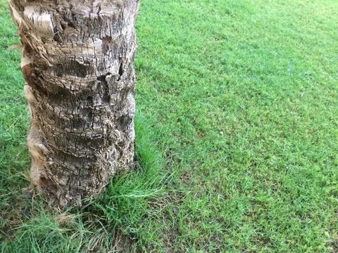 Palm Tree Trunk on a Green Grass Lawn with Copy Space for Text Stock Photos
