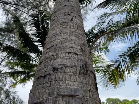 Palm tree trunk in the jungle. Close-up. Stock Photos