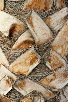 Palm tree trunk Stock Photos
