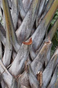 Palm tree trunk Stock Photos