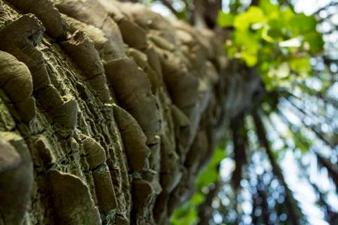 Palm tree trunk Stock Photos