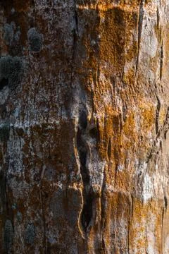 Palm tree trunk Stock Photos