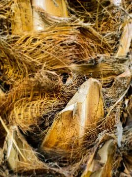 Palm Tree Trunk Stock Photos