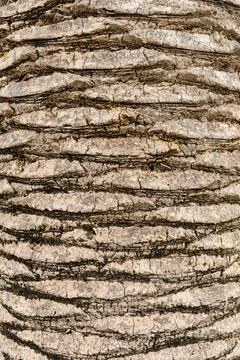 Palm tree trunk Stock Photos