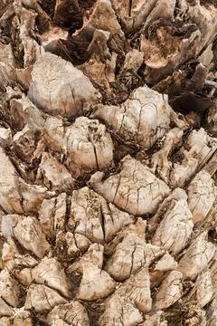 Palm tree trunk Stock Photos