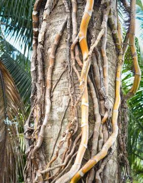 Palm tree trunk with roots Stock Photos