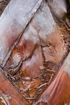 Palm tree trunk the rough texture background Stock Photos