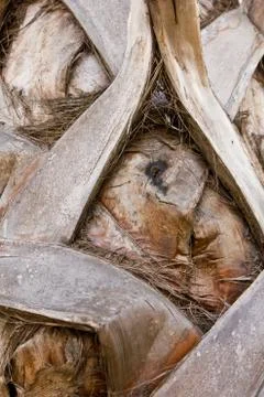 Palm tree trunk the rough texture background Stock Photos