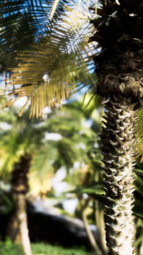 Palm tree trunk with spikes and green leaves in a sunny garden setting Stock Footage 334261271