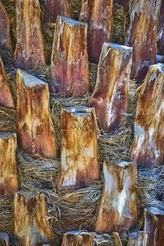 Palm Tree Trunk Texture and Frond Pattern Close Up with Natural Fibrous Detai Stock Photos