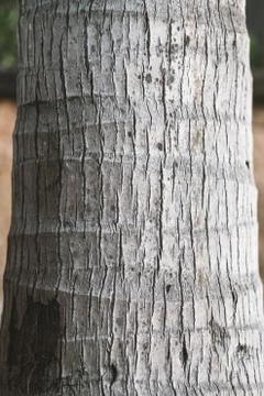 Palm tree trunk texture background, vertical. Foto stock
