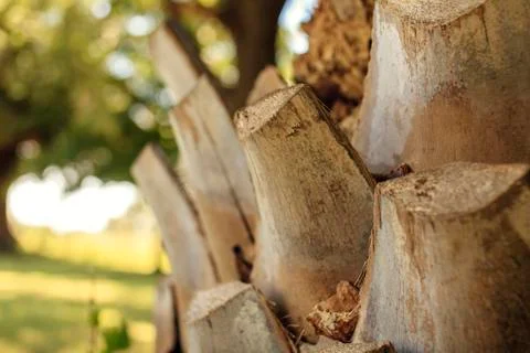 Palm tree trunk texture close up Stock Photos