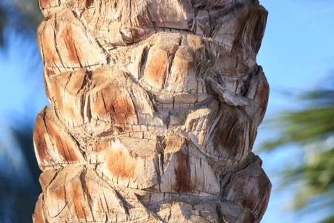 Palm tree trunk texture close up photo Stock Photos