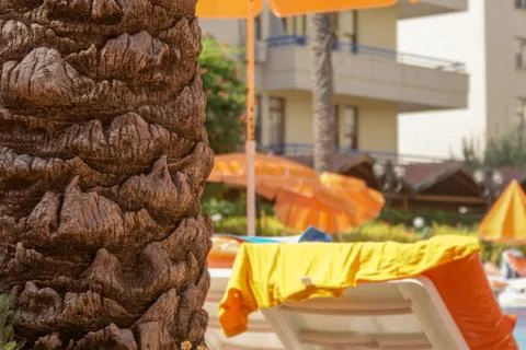 Palm tree trunk texture close up photo Stock Photos