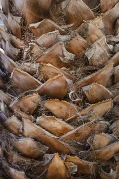 Palm tree trunk texture close up photo Stock Photos