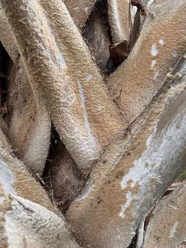 Palm Tree Trunk Texture in Close-Up Stock Photos