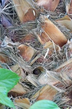 Palm tree trunk texture  closeup Foto stock