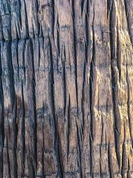 Palm tree trunk texture, closeup Stock Photos