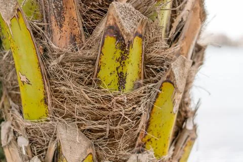 Palm tree trunk texture with dry fibers tropical plant close up Photos