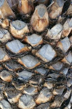Palm tree trunk texture Stock Photos