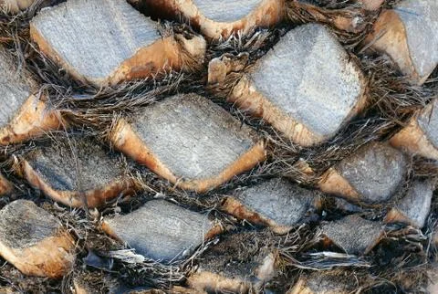 Palm tree trunk texture Stock-Fotos