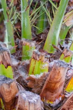 Palm tree trunk texture Stock Photos